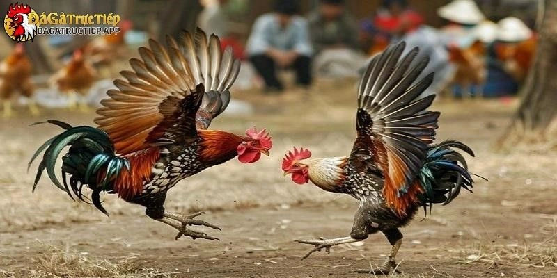 Đá gà trực tiếp