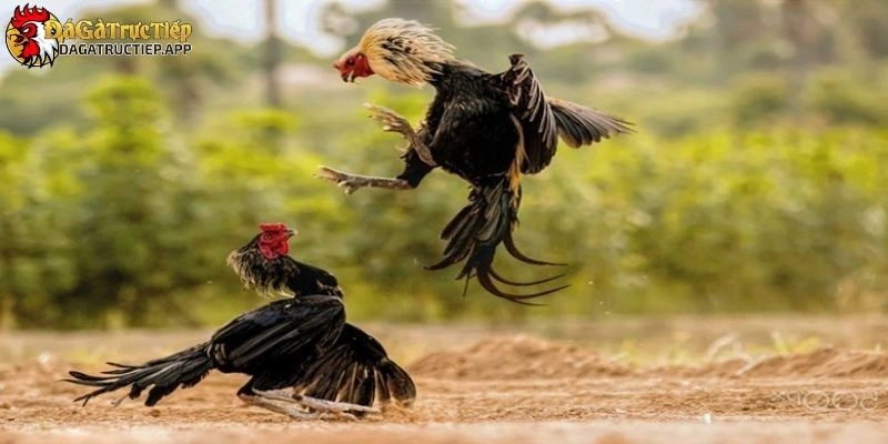 Đá gà trực tiếp