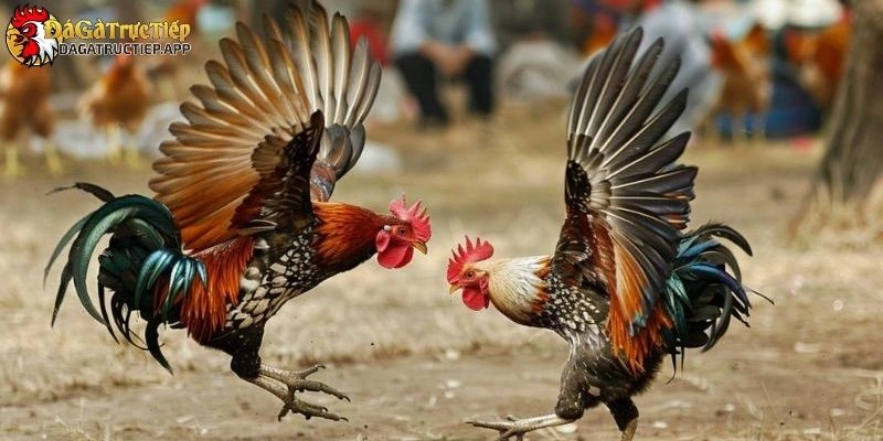 Đăng ký Đá gà trực tiếp