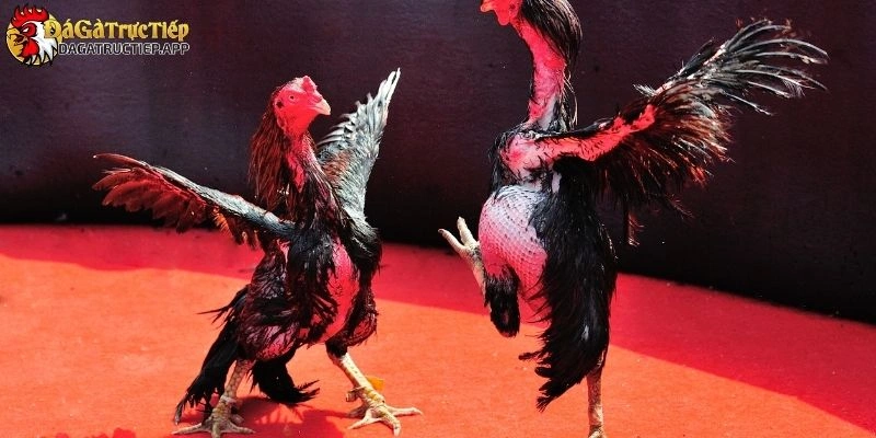 gà hắc hổ thới là gì