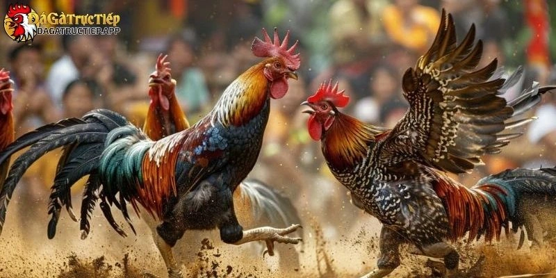 Cách Đá Gà Mạng Luôn Thắng