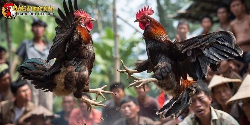 Đá gà Đá gà trực tiếp