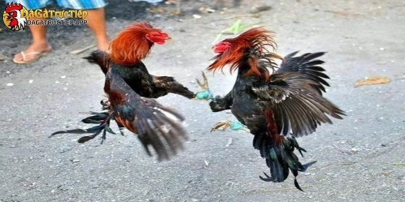 Đá gà Đá gà trực tiếp
