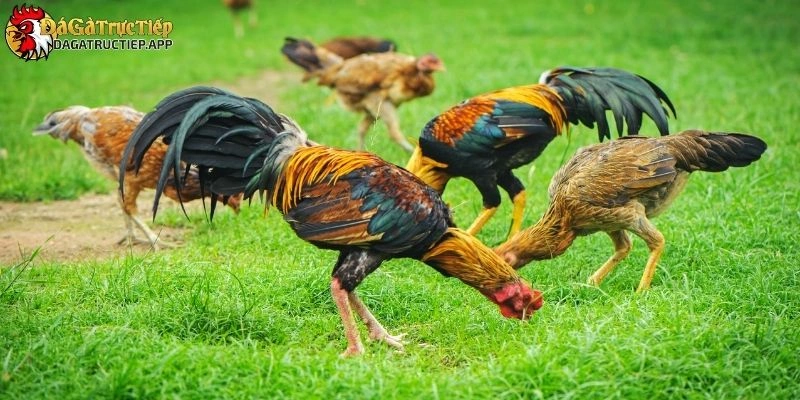 đá gà cựa sắt là gì