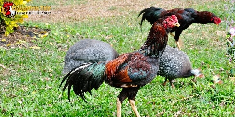 đá gà cựa sắt là gì