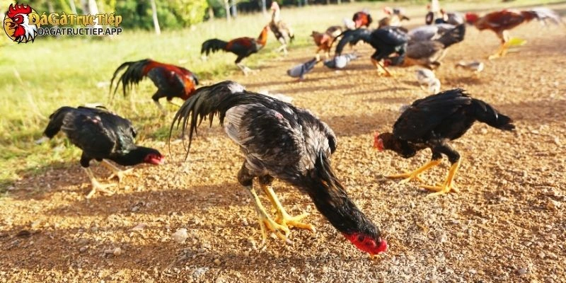 đá gà cựa sắt là gì