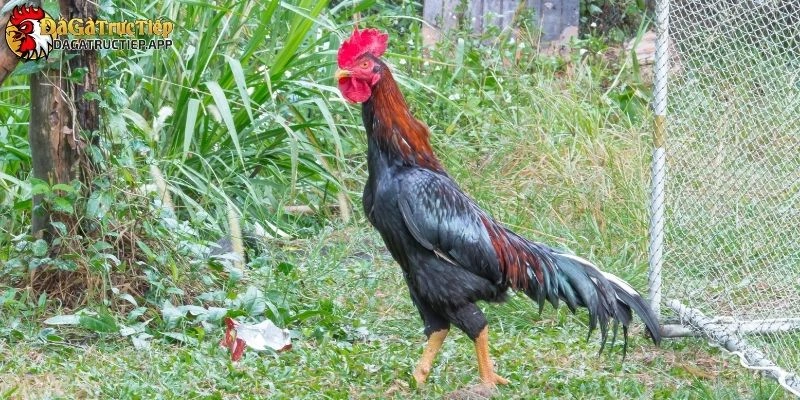 Đá Gà Miền Tây