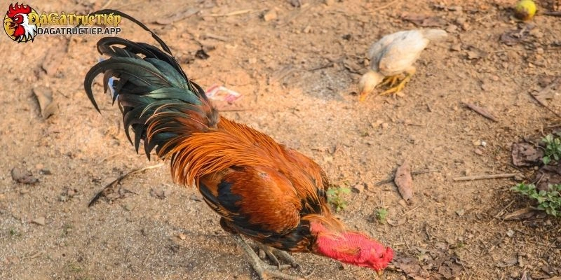 Đá Gà Miền Tây