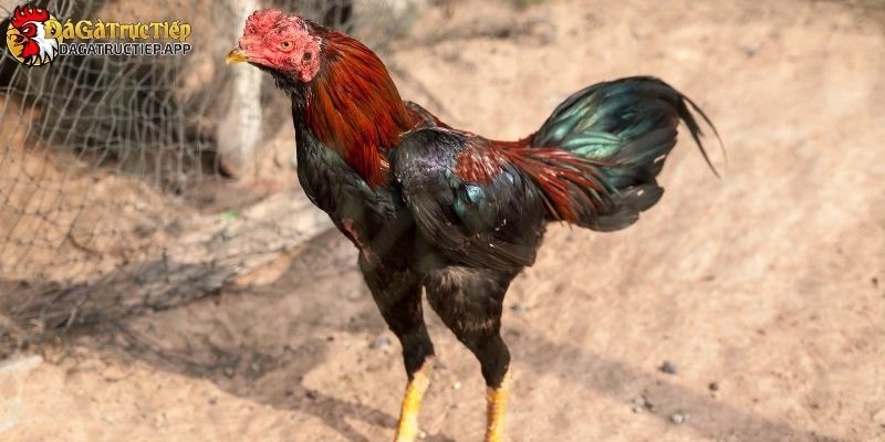 Đá Gà Miền Tây