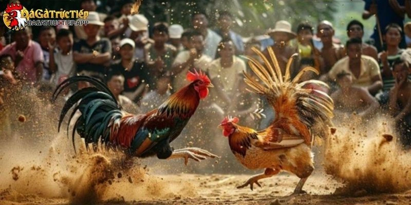 đá gà trực tiếp C5