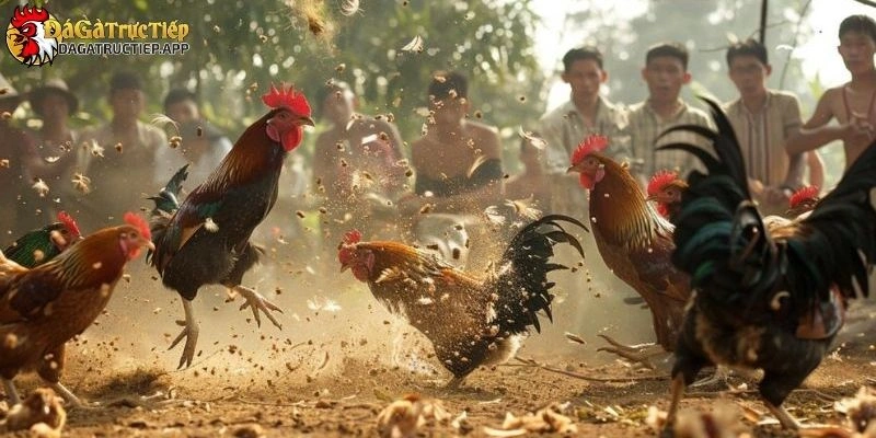 Đá gà trực tiếp hôm nay
