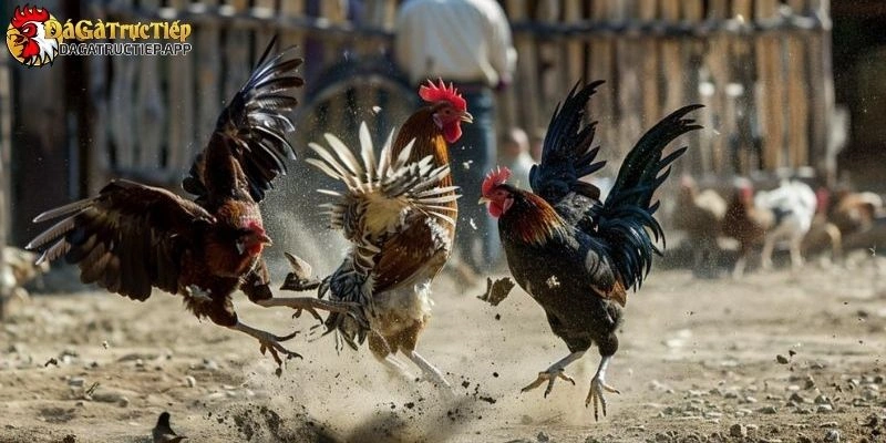 Đá gà trực tiếp hôm nay