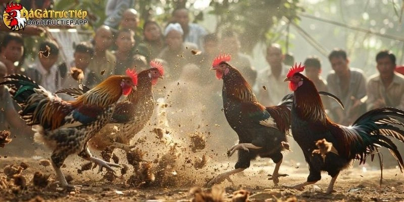 đá gà trực tiếp thomo