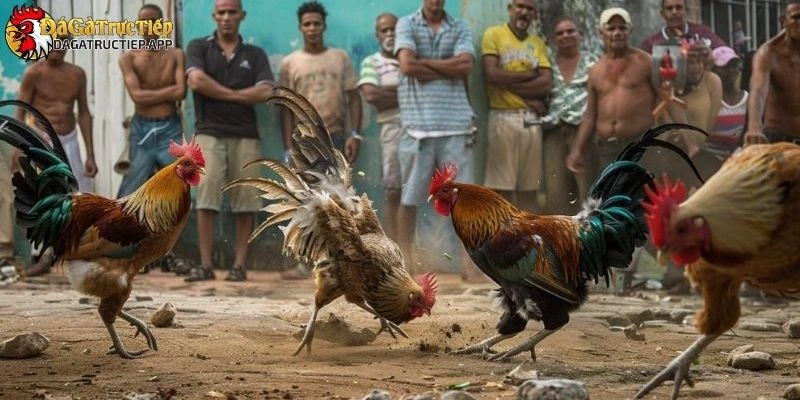 Giới thiệu Đá gà trực tiếp
