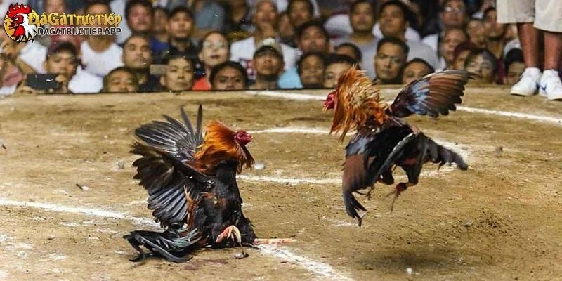 ngũ cốc cho gà đá