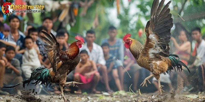 top giống gà đẹp