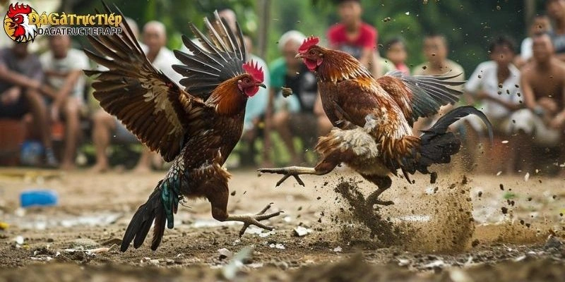 top giống gà đẹp