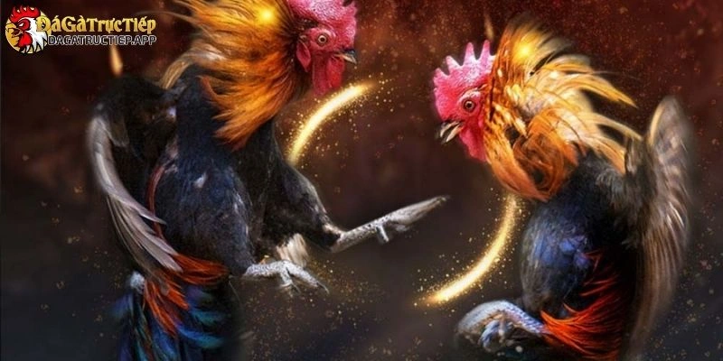 xem màu mạng đá gà